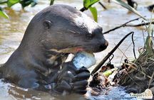 2 Days and 1 Night Pantanal Eco Tour from Cuiabá