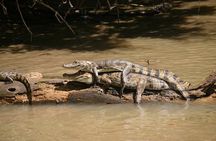 Caño Negro Wild Life Tour 