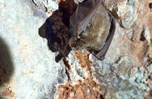Pulo di Altamura: excursion in the Alta Murgia National Park