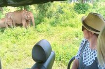 Fully Private Udawalawe National Park Safari Tour