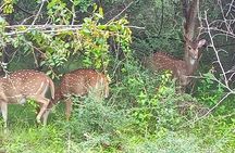 Fully Private Udawalawe National Park Safari Tour