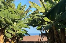 Banana Museum, Rum Distillery & Winery with Tasting: Premium tour