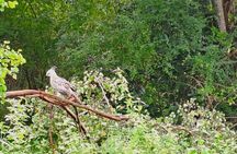 Fully Private Udawalawe National Park Safari Tour