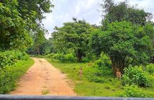 Fully Private Udawalawe National Park Safari Tour