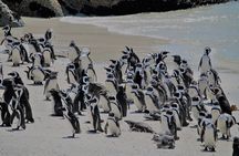 Shared Half Day Tour in Cape Peninsula with African Penguins
