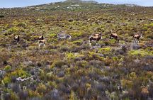 Shared Half Day Tour in Cape Peninsula with African Penguins