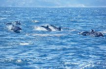 Private Speed Boat Experience To Dolphin House in Hurhgada 