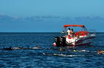 Private Speed Boat Experience To Dolphin House in Hurhgada 