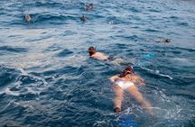 Private Speed Boat Experience To Dolphin House in Hurhgada 