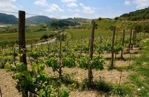 Premium Cretan Olive Oil Tasting, Wine, Raki and Local Food Tour