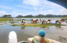Small Group Boat Tours of Chincoteague & Assateague - Wild Ponies
