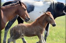 Small Group Boat Tours of Chincoteague & Assateague - Wild Ponies
