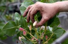 tour with tasting in the Bronte pistachio plantations