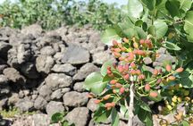 tour with tasting in the Bronte pistachio plantations