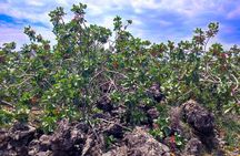 tour with tasting in the Bronte pistachio plantations