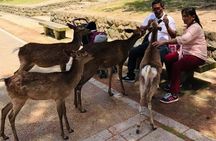 KYOTO and NARA TOUR with FREE ENTRANCE FEE(DRIVER ONLY)