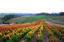 Hokkaido: Biei Blue Pond and Furano Flower Farm Day Trip