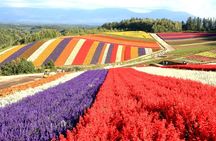 Hokkaido: Biei Blue Pond and Furano Flower Farm Day Trip
