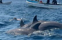 Private Tour to Mnemba Island with Lunch