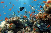 Full Day Snorkeling Tour in Cousin Curieuse and St Pierre Island