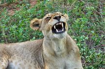 Full Day Tour to Chobe National Park and Botswana