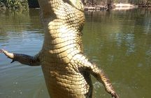 Darwin City Tour + Jumping Crocodile Cruise