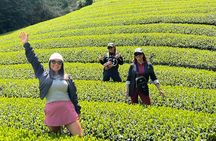 Small Group Japanese Green Tea Tasting in Shizuoka