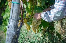 Wine Tasting in Campi Flegrei from Naples