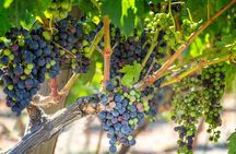 Western Crete with Winery and Olive Oil Estate Tour