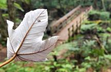 Private Old San Juan & El Yunques's Angelito Trail Tour 5HR 