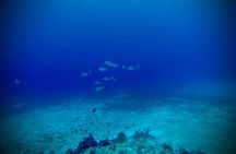 Cozumel: Shore Snorkel Hop + Island Tour