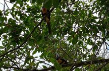Relaxing Canoe Tour in Tortuguero