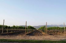 Guided tour and tasting of 4 wines at Viñedo Dos Búhos