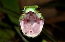 Jungle Night Walk Manuel Antonio