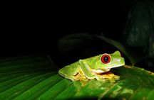 Jungle Night Walk Manuel Antonio