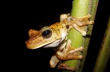 Jungle Night Walk Manuel Antonio