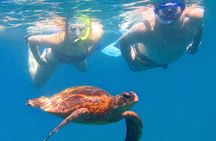 Maui Dolphins & Turtles - Makai Adventures