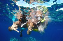 Maui Dolphins & Turtles - Makai Adventures