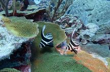 Semiprivate 2 Stop Shore Snorkel Excursion on Bonaire