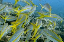 Semiprivate 2 Stop Shore Snorkel Excursion on Bonaire