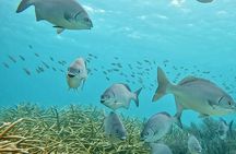 Semiprivate 2 Stop Shore Snorkel Excursion on Bonaire