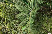 Monteverde Sloth sanctuary, Hanging Bridges, Butterflies garden