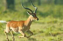 Kruger National Park 3 Day Full Board Safari From Johannesburg