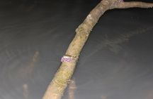 Evening Bali Mangrove Canoe Tour