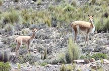 2 Days Colca Valley Shared Tour