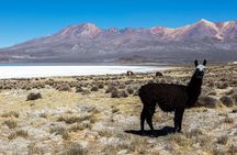 Guided Tour to Colca Canyon with Transportation and Breakfast