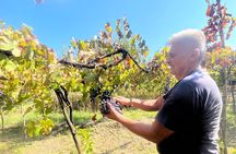 From Vineyard to Table: Wine,Pasta and Lunch in a Historic Cellar
