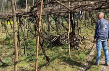 From Vineyard to Table: Wine,Pasta and Lunch in a Historic Cellar