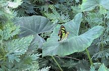 Botanical Garden Cartagena Private Tour with Bilingual Guide