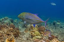3 Hour Express Snorkel to Molokini